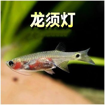 Living lamp fish small tropical ornamental fish dragon beard lamp fish living tropical fish ornamental fish degreasing film Fish Wholesale