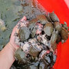 0.05-0.15kg Live Turtle Hatchlings from Outdoor Ponds, Ecologically Raised Turtle Hatchlings, Available Now, Turtle Hatchlings, Ecologically Raised Chinese Turtles