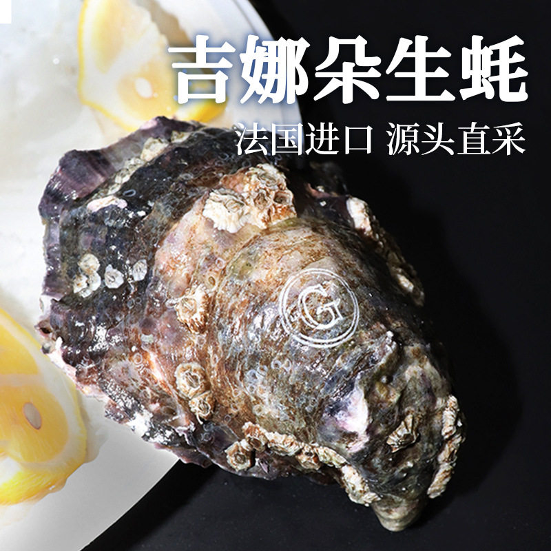 French Ginaduo Imported Oysters, Ready-To-Eat Seafood, Wholesale in Large Quantities, Fresh Live Oysters for Sashimi, Low Wholesale Price