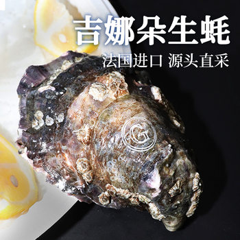 French Ginaduo Imported Oysters, Ready-To-Eat Seafood, Wholesale in Large Quantities, Fresh Live Oysters for Sashimi, Low Wholesale Price