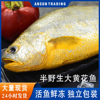 New Product: Yellow Croaker, Large Yellow Croaker, Quick-Frozen Live Fish, Fresh Frozen Aquatic Products, Fresh Chilled East China Sea Fish Specialty
