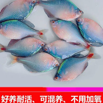 Easy-To-Raise Freshwater Ornamental Fish, Colorful Stone-Skimming Fish, Algae-Removing Cold-Water Fish, Small Fry, Native Group-Swimming Fish