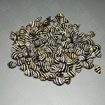 Small Conch Shell Zebra Piya Snail Black Rice Bead Snail Rainbow Cheng Snail Small Striped Textured Snail Yellow Rice Snail Black Thick Lip