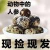 Quail Eggs 200/Piece Farm Grains Fed Fresh Raw Fresh Eggs 50 Pieces 100 Pieces