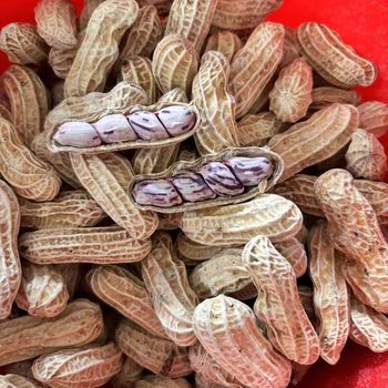 Longyan Colorful Peanut with Shell Boiled Crispy Original Cooked Peanut Snacks with Shell Nut Snacks