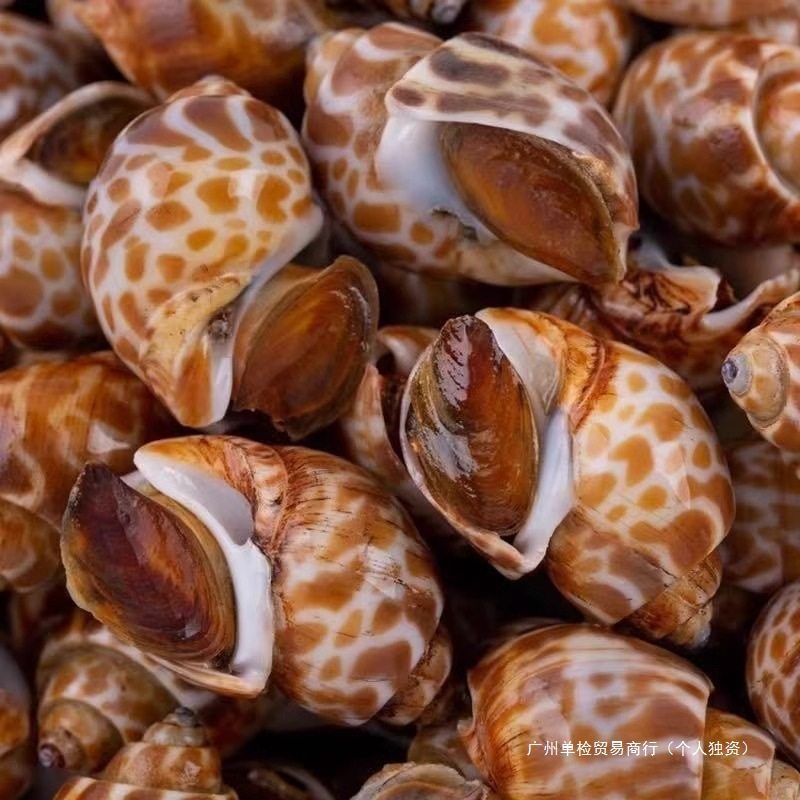 Fresh Live Large Conch Snail Seafood Frozen Dongfeng Snail Large Flower Snail Shellfish