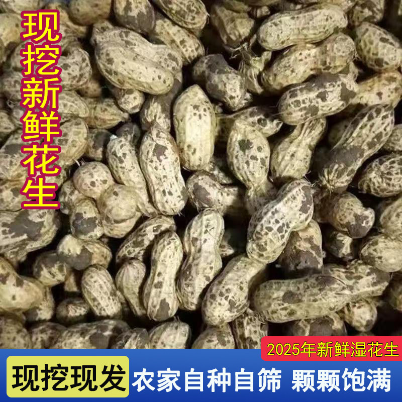 Fresh Peanuts for the 2025 Season, Suitable for Boiling, Farm-Grown, Freshly Dug, with Skin and Pulp, Self-Grown, In-Shell, with Mud, Wet Peanuts