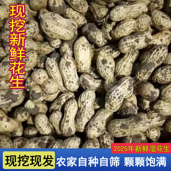 Fresh Peanuts for the 2025 Season, Suitable for Boiling, Farm-Grown, Freshly Dug, with Skin and Pulp, Self-Grown, In-Shell, with Mud, Wet Peanuts