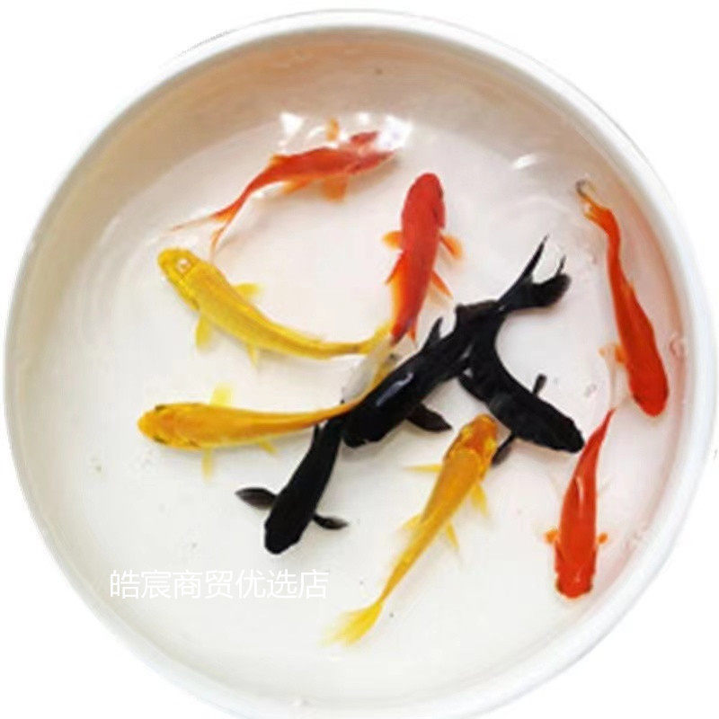 Small goldfish wholesale live fish ornamental fish small wholesale koi carp three-color red and white head entry resistance generation hair