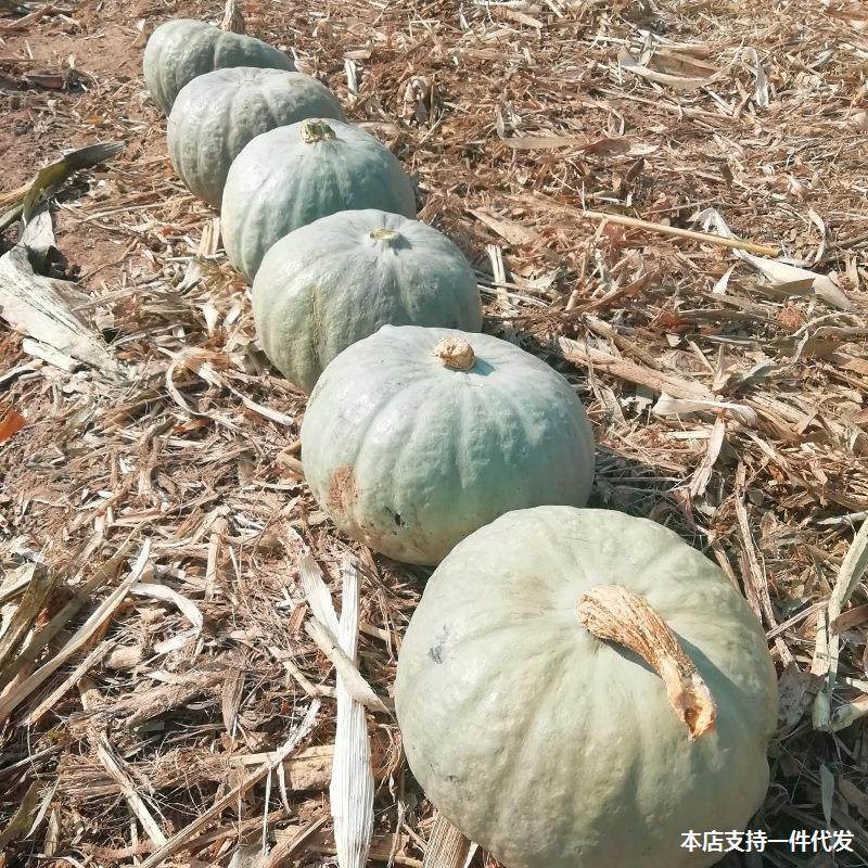 Xinjiang Silver Chestnut Pumpkin 2.5kg Chestnut Pumpkin Silver Skin Gray Skin Chestnut Flavor Old Pumpkin Non-Babe Small Pumpkin