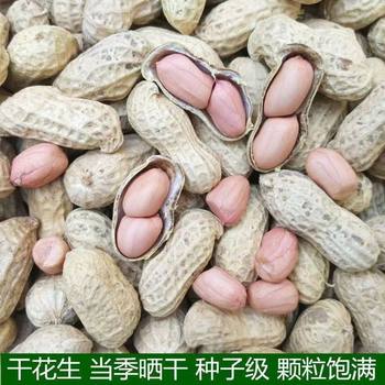 Henan Dried Peanuts with Shells, Sun-Dried Peanuts, Large Peanuts, Raw Peanuts, Fresh Peanuts with Shells