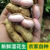 Fresh Peanuts for the 2025 Season, Suitable for Boiling, Farm-Grown, Freshly Dug, with Skin and Pulp, Self-Grown, In-Shell, with Mud, Wet Peanuts