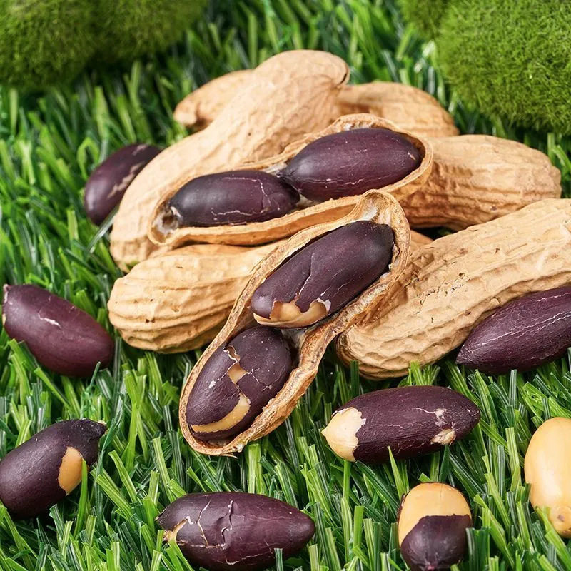 Hebei Black Flower Production Area Direct Delivery Fresh Black Peanuts Free Shipping Seasonal Peanuts Dropshipping