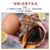 Fresh Large Conch from Qingdao, Fresh Large Shellfish, Qingdao Seafood Specialty, Fresh Aquatic Large Flower Snail
