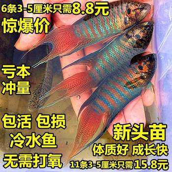 Chinese Fighting Fish, Live Fish, Cold Water Freshwater Ornamental Fish, Easy to Care For, Durable, Goldfish, Small Fish, Improved Common Fighting Fish