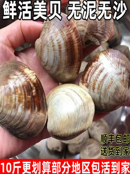 Large Fresh Live Clams Without Sand, Fresh Live Clams, Large Live Clams, Fresh Delivery, Delivered to Your Doorstep