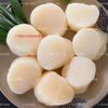 Scallops, Sashimi, Snowflake Scallops, Large Scallop Meat, 2L Scallop Meat, Japanese Seafood Barbecue Ingredients