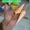 A Variety of Natural Long Spiral Snails, Long-Nosed Martin Snail Specimens, Aquarium Landscaping, Natural Shells and Conch Wholesale