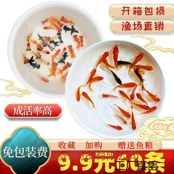 Cold Water Small Goldfish Ornamental Fish Purebred Koi Fish Small Ornamental Fish Resistant Cold Water Fish Fry Red Goldfish