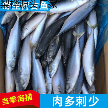 Green Tuna, Mackerel, Whole Fresh Frozen Mackerel, Deep-Sea Fish, Seafood and Aquatic Products Wholesale
