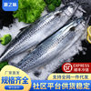 Whole Large Mackerel, Fresh Live Mackerel, Mackerel, Frozen Seafood Wholesale, Mackao Glue Fish, Aquatic Products Wholesale, Sea Fish
