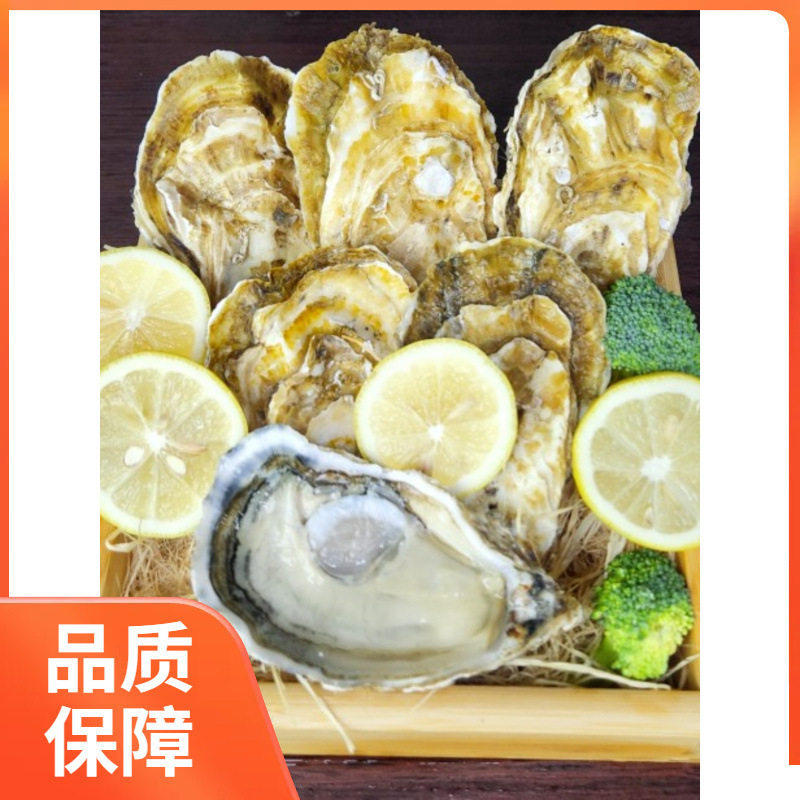 Sashimi Grade Oysters, Extra Large Oysters, Fresh 2.5kg Sea Oysters, Whole Box of Seafood, Sf Raw, Fresh Barbecue