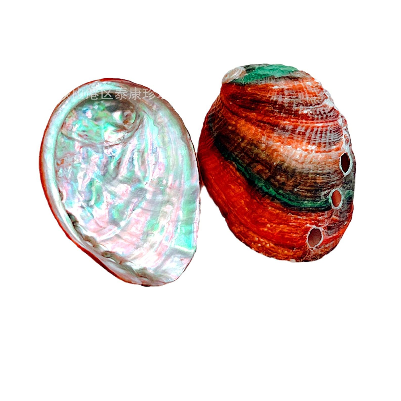 Sell color mini small abalone shell aquarium landscape optimization conch shell craft pearl ornaments