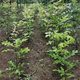 Wholesale New Oak Seeds, Oak Flowers, Oak Acorns, Acorns, Chestnut Trees, Oak Trees, Green Pine Sapling Seeds, Reforested Oaks