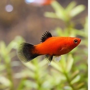 Black-tailed Moonlight fish live black tuna Moonlight Mickey fish live freshwater tropical ornamental fish aquarium viviparous fish wholesale