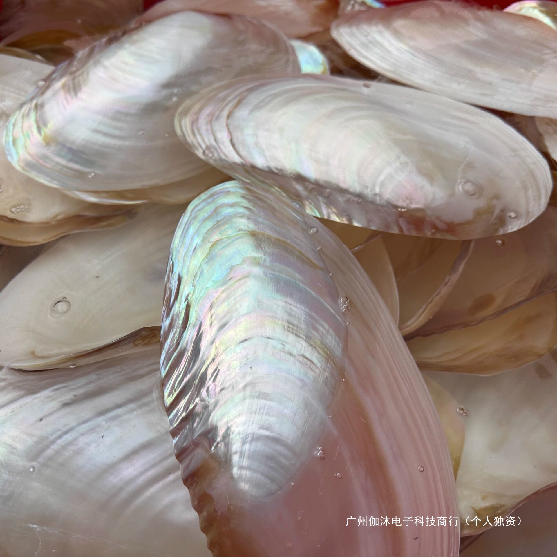 Natural Shell Mother-Of-Pearl Freshwater River Clam Painting Graffiti Shooting Props Ornaments Fruit Plate Fish Tank Landscaping