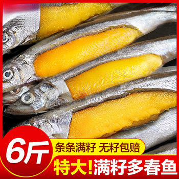 Fresh Sea Bass with Seeds for Human Consumption, Seafood, Aquatic Products, Fresh and Large Sea Fish Barbecue Ingredients for Commercial Use