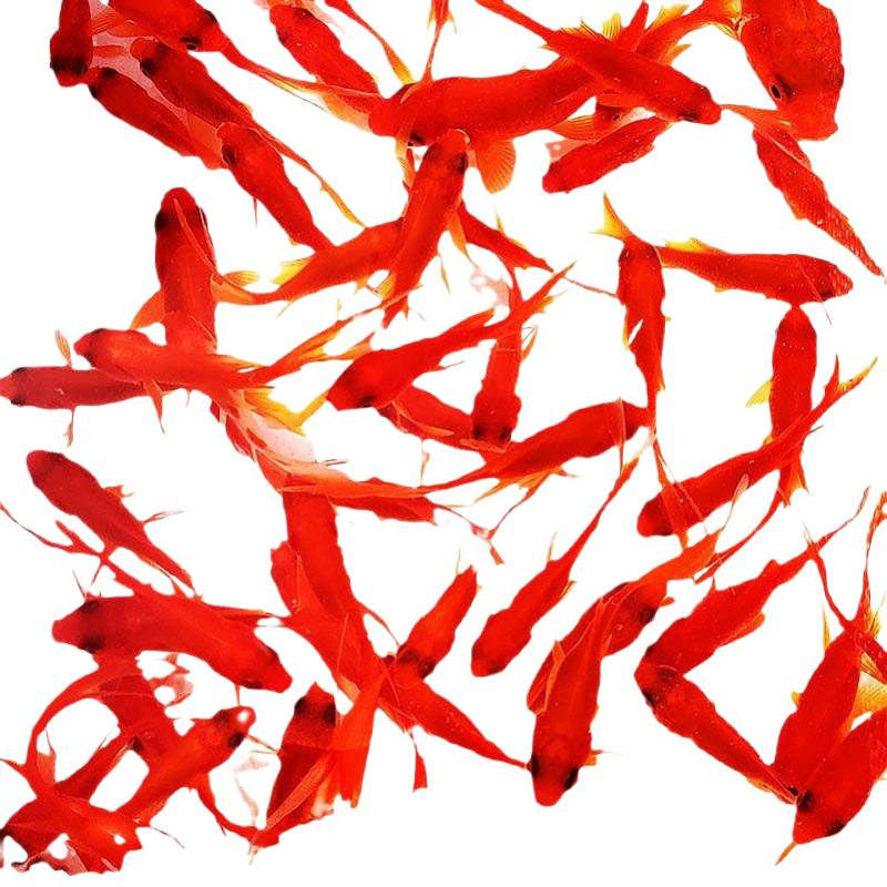 Ornamental Fish, Goldfish Fry, Can'T Kill Goldfish, Small Fish, Live Fish, Small Pets, Easy to Raise, Durable, Can'T Kill Small Goldfish