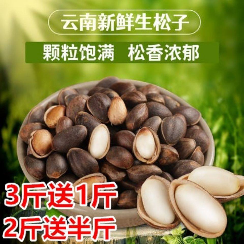 2024 Raw Pine Nuts Yunnan Pine Nuts Wholesale Wild Thin-Shell Wet Pine Nuts Without Opening Original Nut Snacks