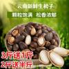 2024 Raw Pine Nuts Yunnan Pine Nuts Wholesale Wild Thin-Shell Wet Pine Nuts Without Opening Original Nut Snacks