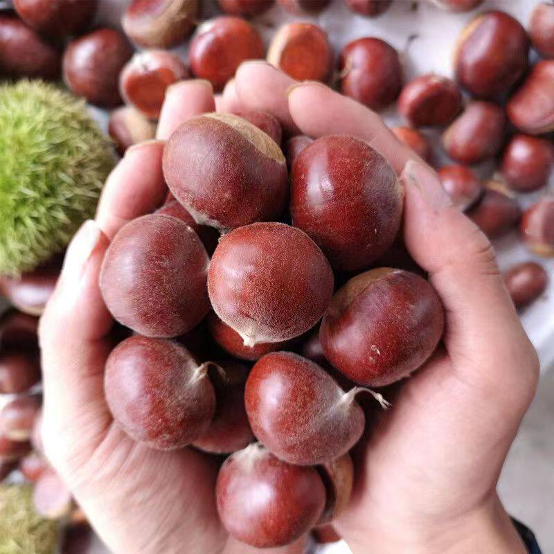 Fresh Chestnuts from the Farm, Freshly Picked Raw Chestnuts, Oil Chestnuts, Non-Mianxi Chestnuts 1