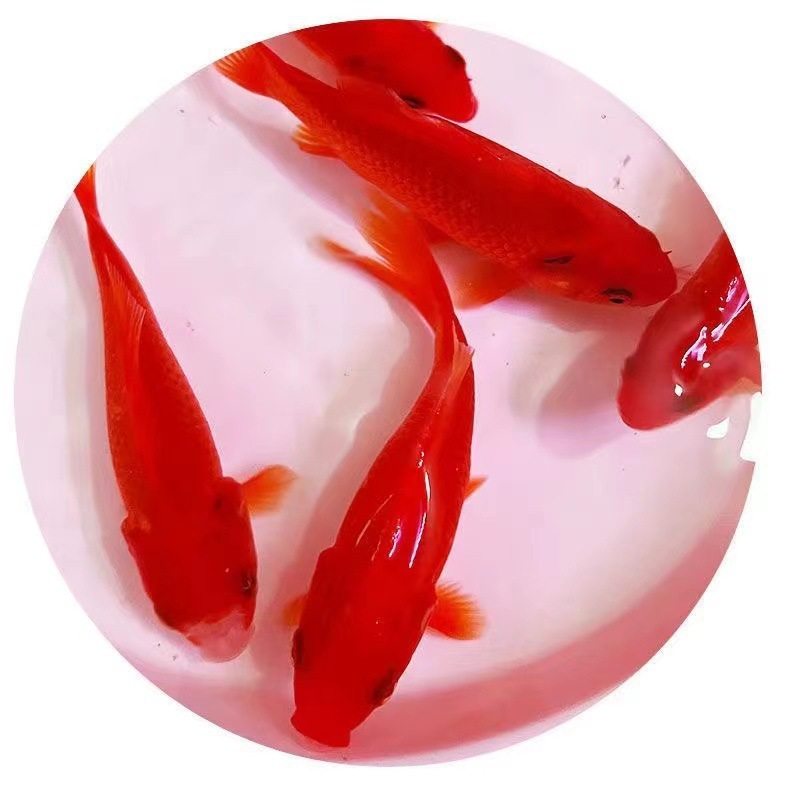 Red Grass Goldfish Is Easy to Raise and Long-Tailed Red Grass Ornamental Fish Koi Live Cold Water Fish Koi Red Grass Freshwater Fish