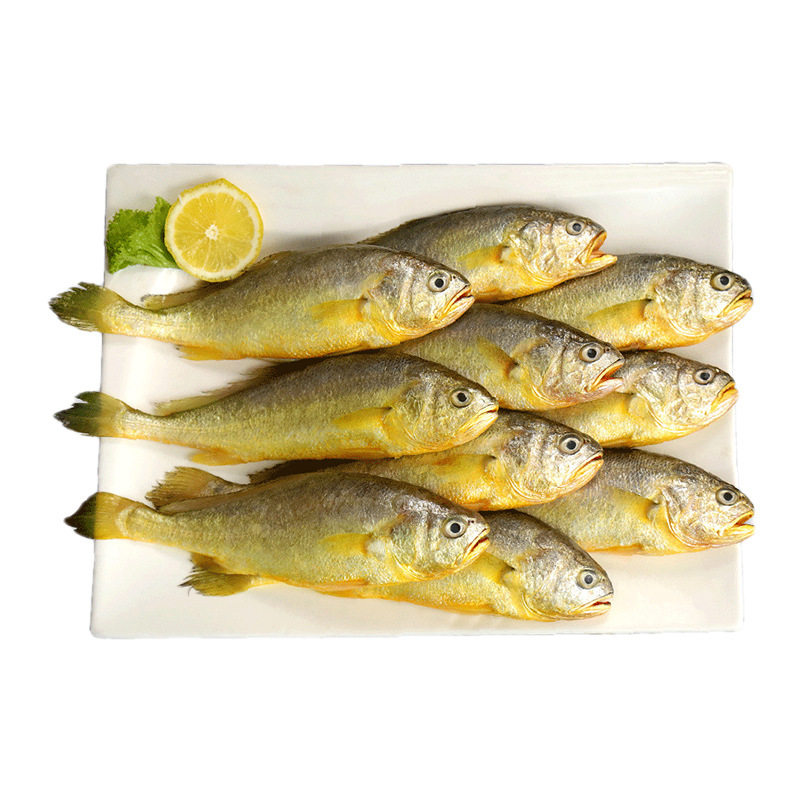 Yellow Croaker Small Yellow Croaker Extra Large Fresh Sea-Caught Fresh Seafood Wholesale Small Yellow Croaker Whole