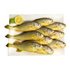 Yellow Croaker Small Yellow Croaker Extra Large Fresh Sea-Caught Fresh Seafood Wholesale Small Yellow Croaker Whole