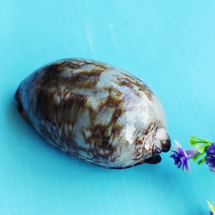 Natural Shell Arabian Snail Crafts Aquarium Landscape Collection Specimen Conch Ornaments