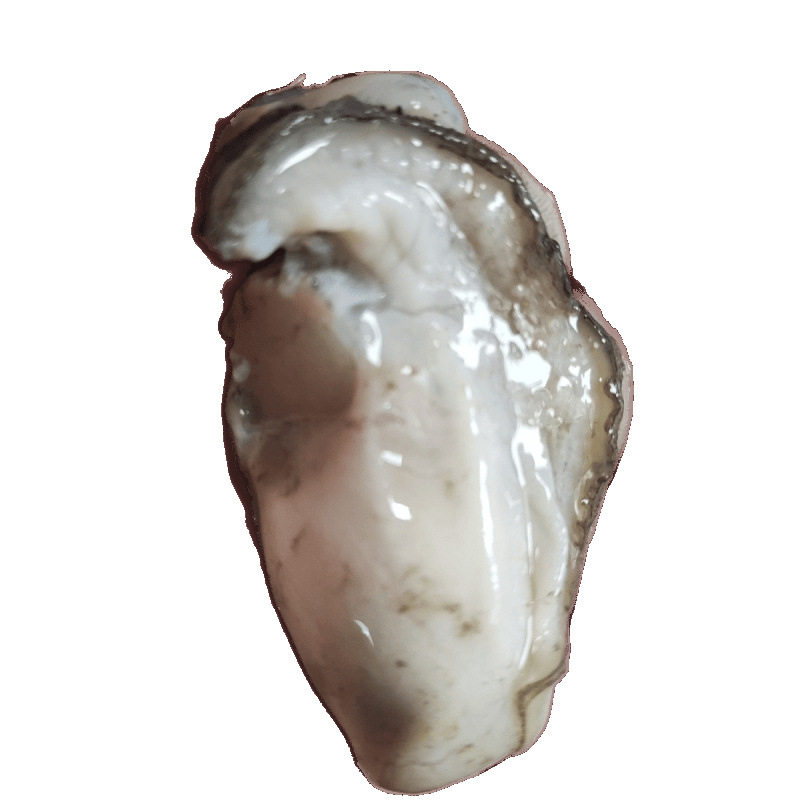 Freshly Caught and Peeled Oysters from Fujian, No Soaking, Small Sea Oyster Meat, Fresh Oyster Pancakes