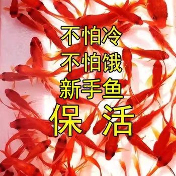 Goldfish That Don'T Need Oxygen, Easy to Raise and Durable, Small Fish That Won'T Die, Live Fish from Tap Water, Koi Pets