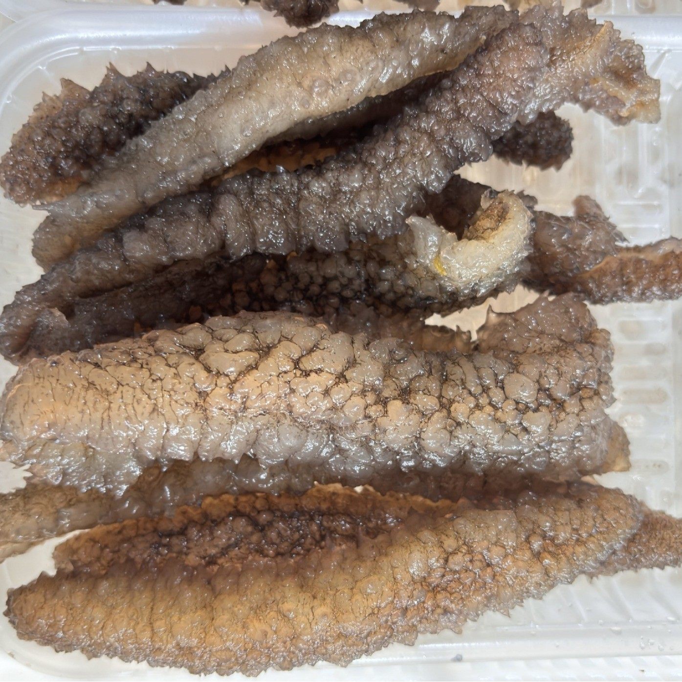 Spiny Sea Cucumber, Ready-To-Eat Sea Cucumber, Hotel Ingredients, Spiny Sea Cucumber, Non-Dried Sea Cucumber, Wholesale from Sea Cucumber Manufacturer, Frozen 500g
