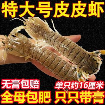 Fresh Steamed Prawns, Wholesale Fresh Prawns, Whole Female Extra-Large Prawns, Seafood with Rich Meat