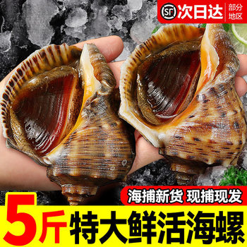Fresh and Large Deep-Sea Conch Meat Fresh Seafood Conch Slices 2.5kg Sf Free Shipping Commercial Use