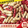 2024 Freshly Dug and Sun-Dried Four Red Shelled Raw Peanuts, Red-Skinned Peanuts, Original Flavor, Fried and Cooked, Farm-Produced