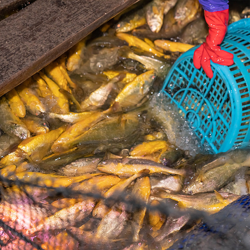 Chilled Yellow Croaker, Frozen Grilled Small Yellow Croaker, Fresh Sea Fish, Seafood, Whole Box, Commercial Wholesale, Sf Express Large Yellow Croaker