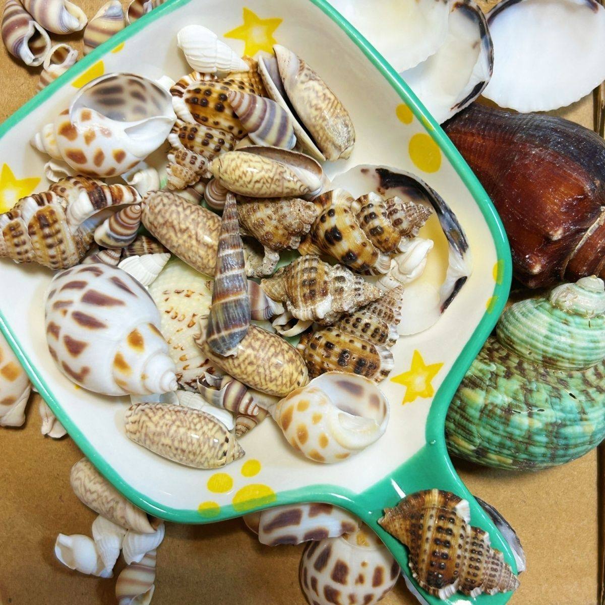 Kindergarten Small Prize Gift Conch Blind Bag Kidsren's Reward Natural Sea Shell DIY Decoration Pure Natural