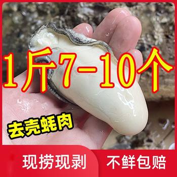 Super Large Oyster Meat, Freshly Peeled Large Oyster Meat, Fresh Sea Oyster Meat, Shelled Fresh Oyster Meat, Free Shipping