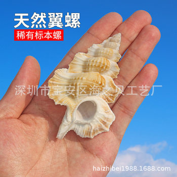 Natural conch shell home decoration ornaments rare specimens snail crafts shooting props fish tank landscaping wholesale