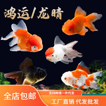 Goldfish, Live Fish, Ornamental Fish, Freshwater Cold Water Fish, Small, Easy to Raise, Durable, Koi Fish Fry, Small Goldfish